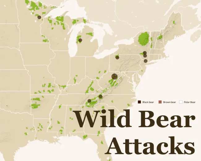 North American Bear Attacks
